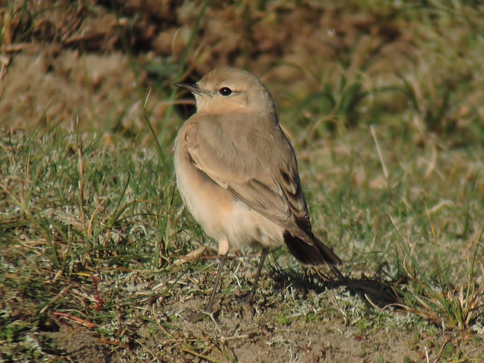 Isabelline Wheatear
