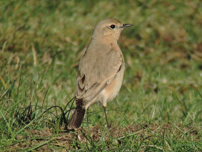 Isabelline Wheatear