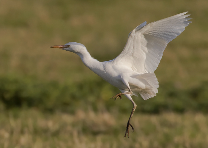 Cattle Egret
