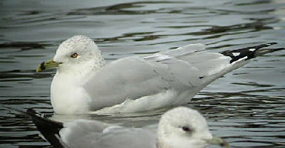 Ring-billed Gull