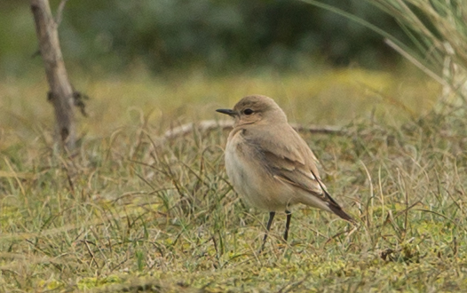 Isabelline Wheatear