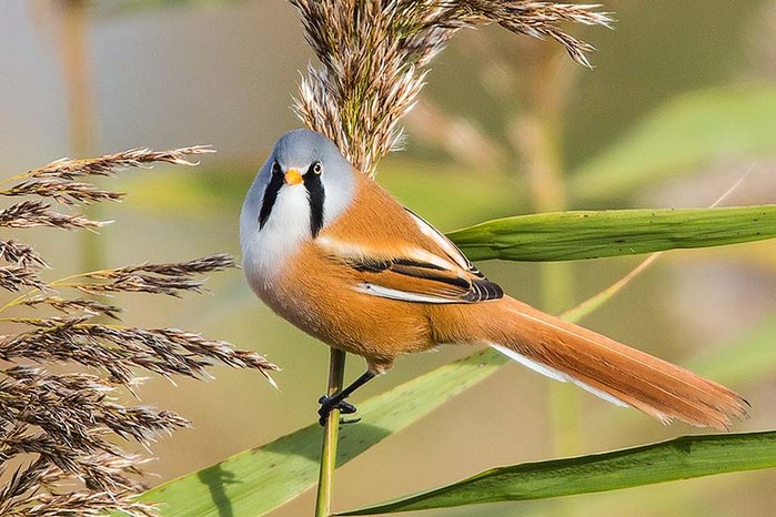 Bearded Tit