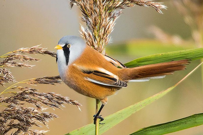 Bearded Tit