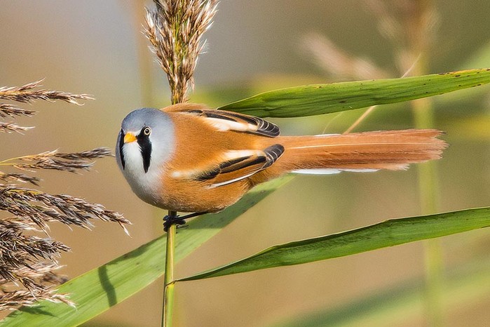 Bearded Tit