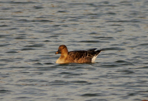 Tundra Bean Goose