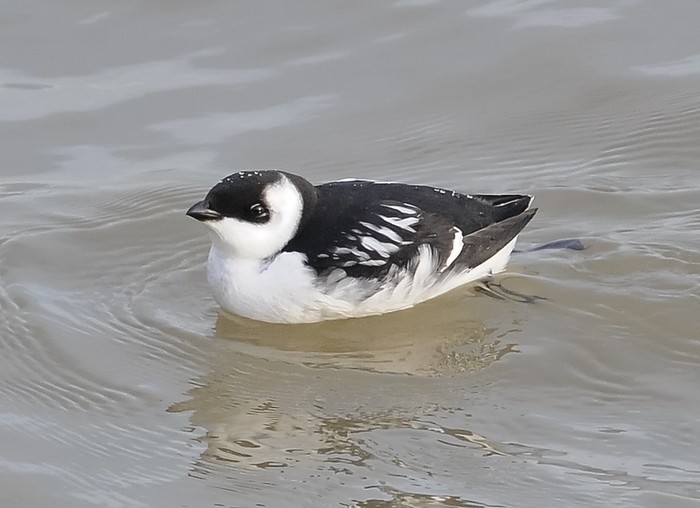 Little Auk