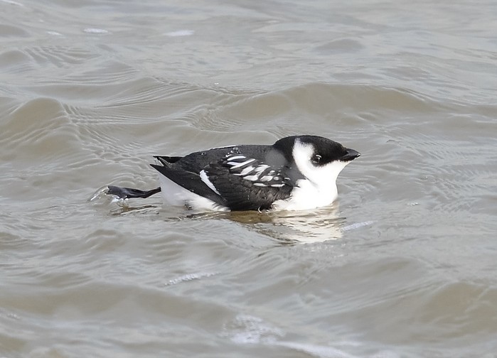 Little Auk