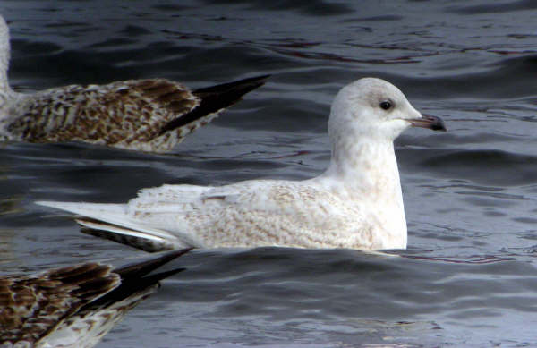Iceland Gull