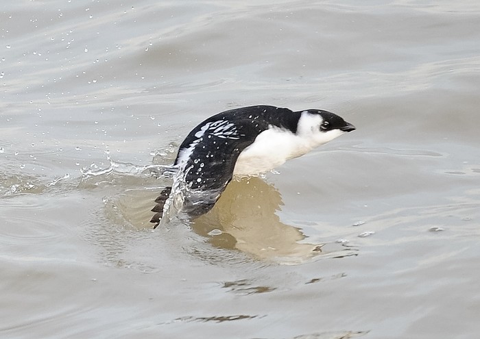 Little Auk