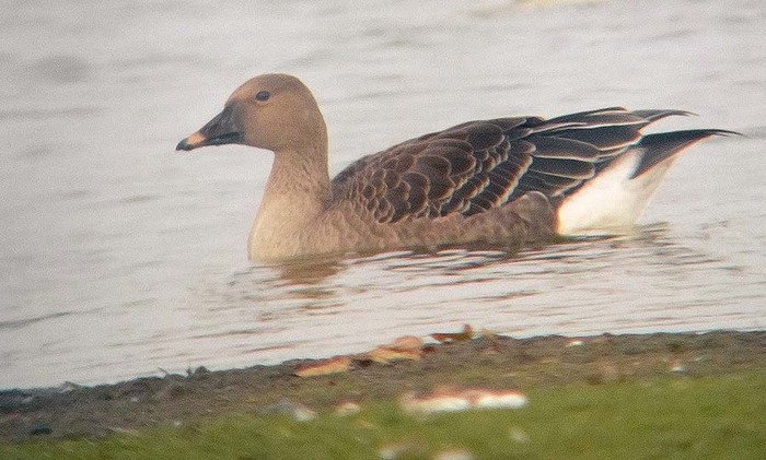 Tundra Bean Goose