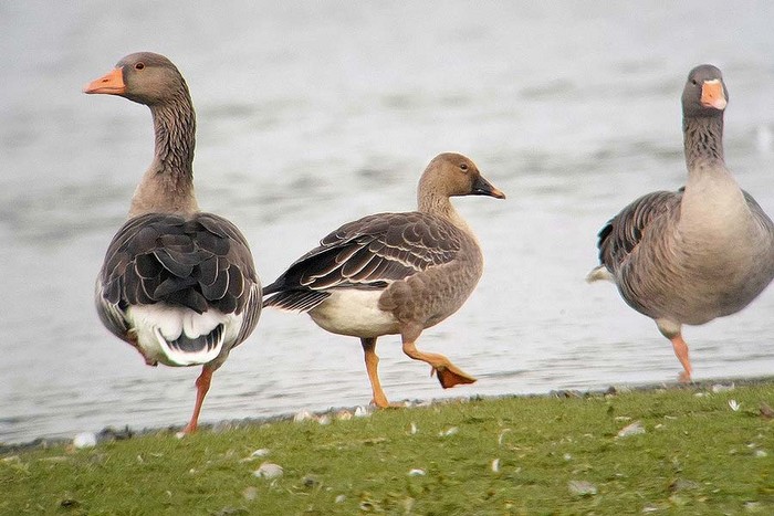 Tundra Bean Goose