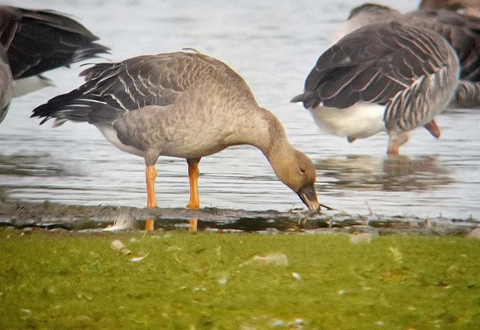 Tundra Bean Goose