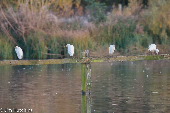Cattle Egret