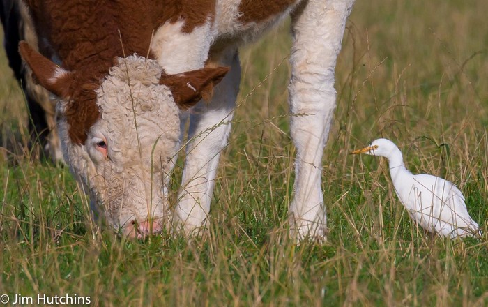 Cattle Egret