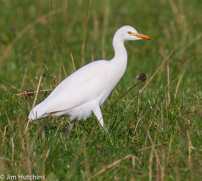 Cattle Egret