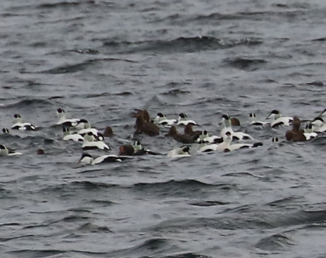 King Eider