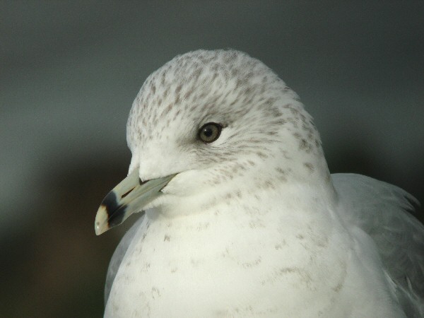 Ring-billed Gull