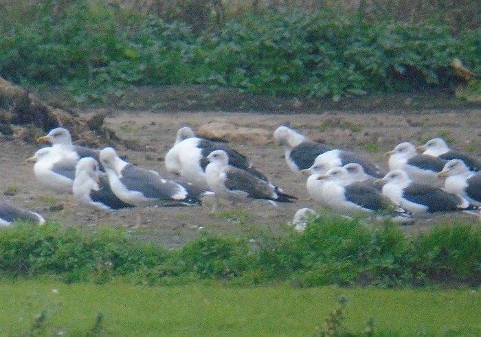 Lesser Black-backed Gull