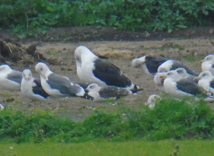 Lesser Black-backed Gull