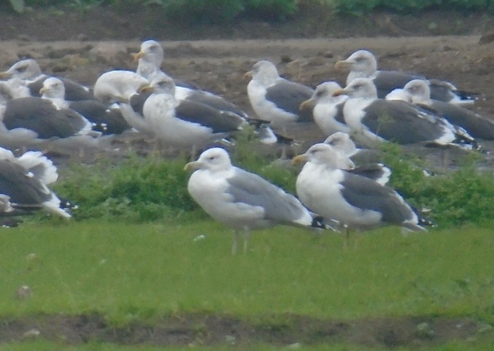 Caspian Gull