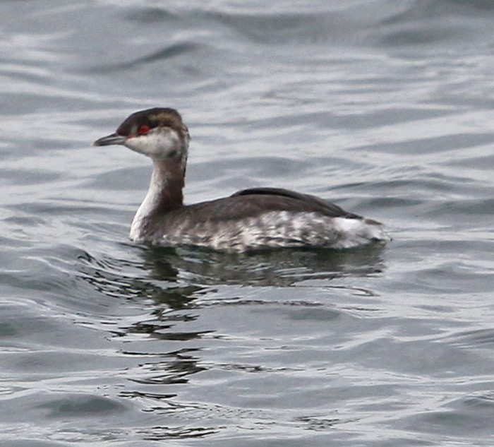 Slavonian Grebe