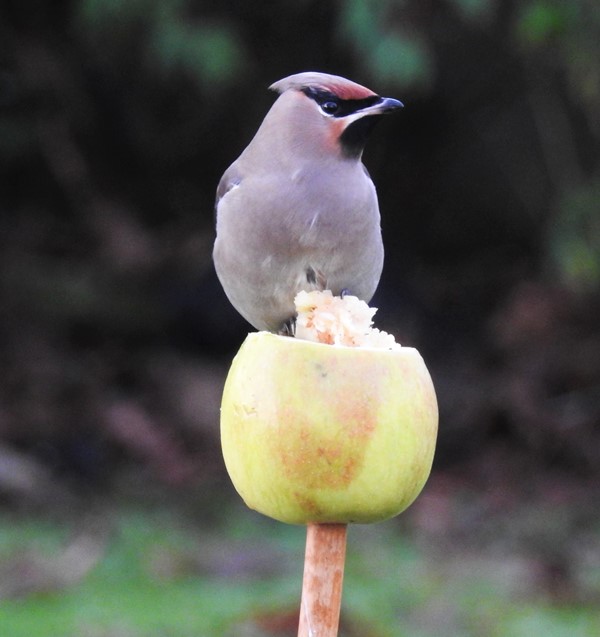 Waxwing