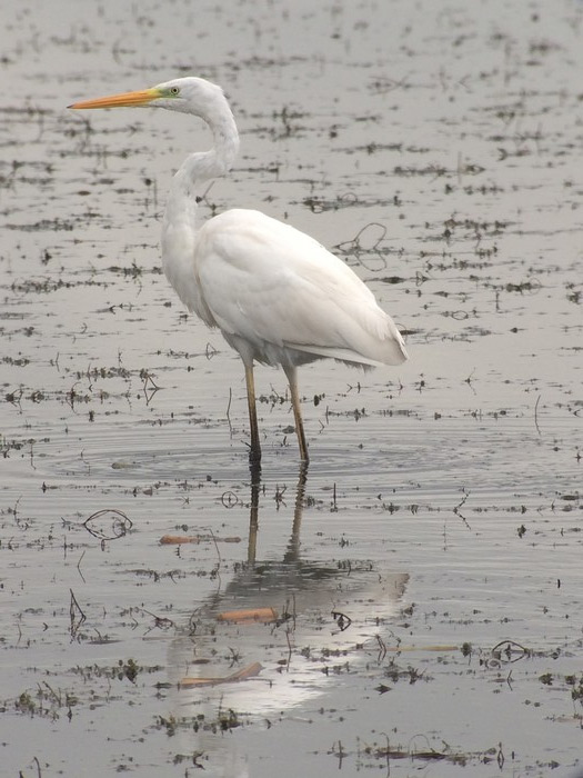 Great White Egret