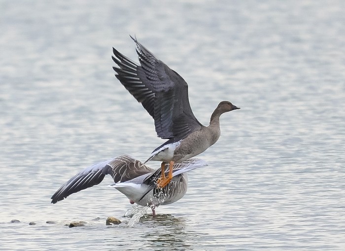 Tundra Bean Goose