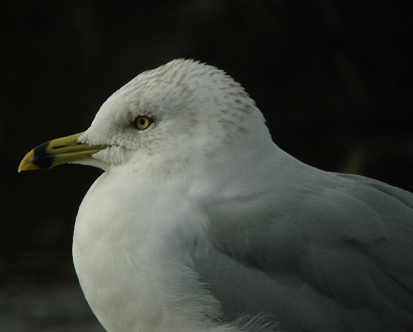 Ring-billed Gull