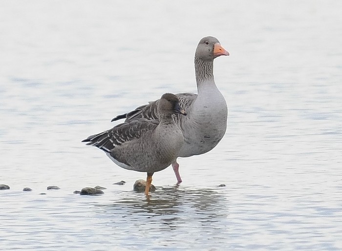 Tundra Bean Goose