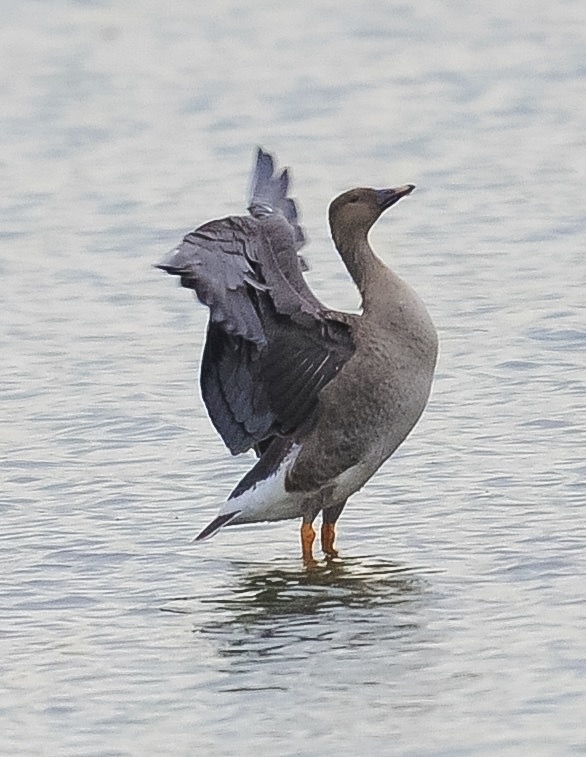Tundra Bean Goose