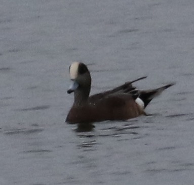 American Wigeon