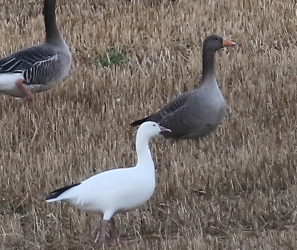 Greater Snow Goose