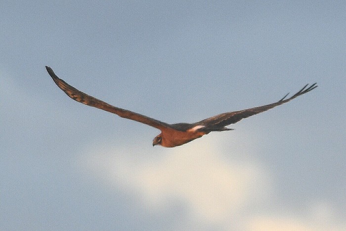 Pallid Harrier