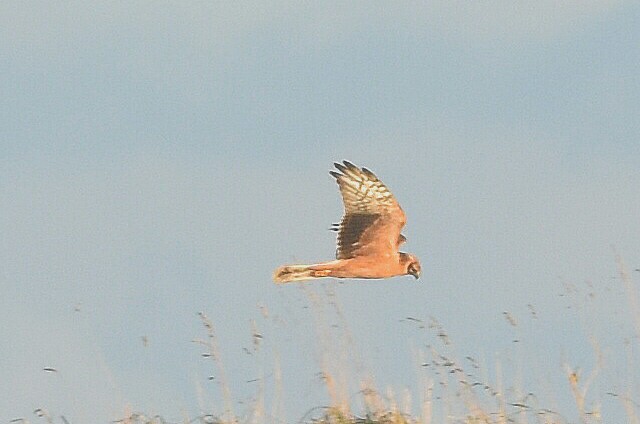 Pallid Harrier
