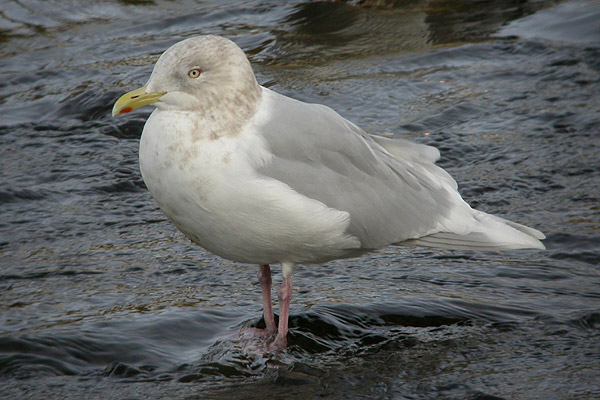 Iceland Gull