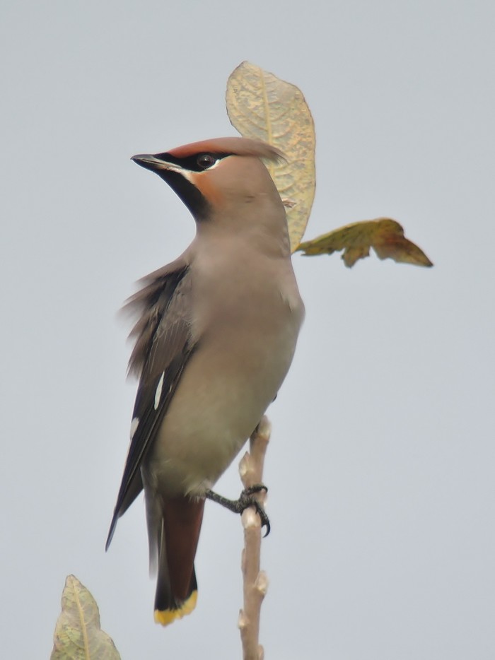 Waxwing