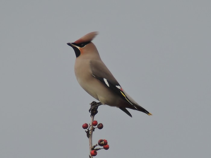 Waxwing
