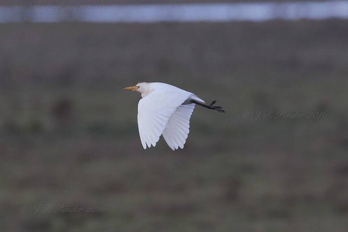 Cattle Egret