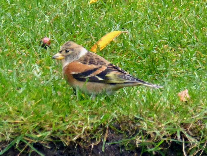 Brambling