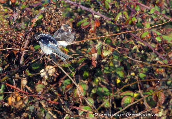 Cliff Swallow