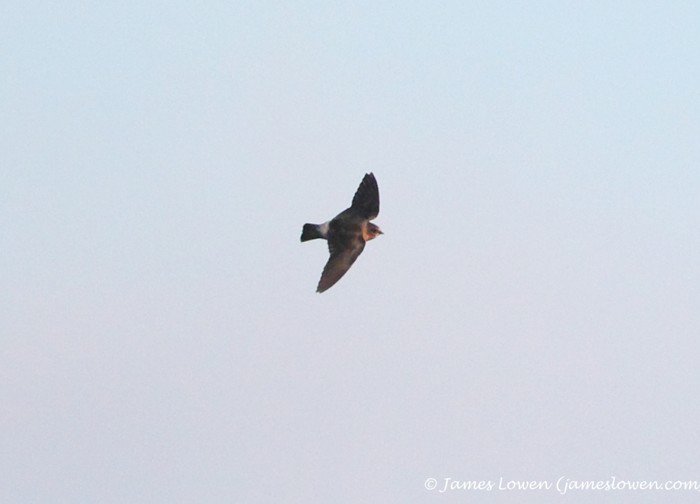 Cliff Swallow