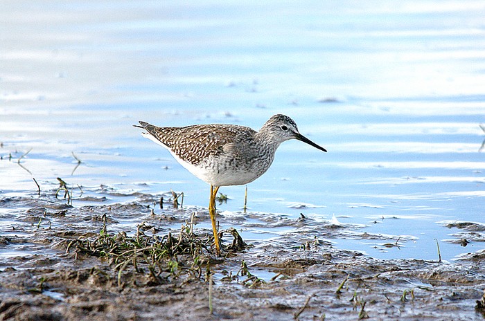 Lesser Yellowlegs