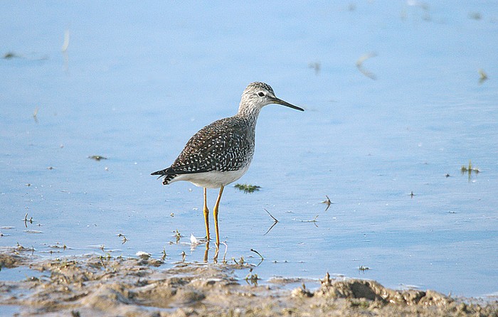 Lesser Yellowlegs