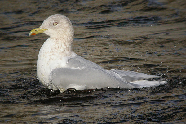 Iceland Gull