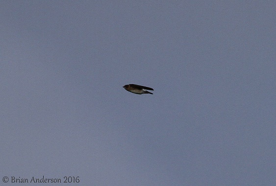 Cliff Swallow