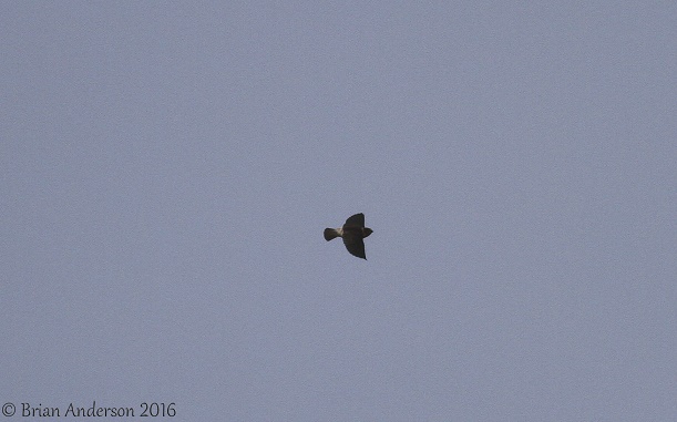 Cliff Swallow