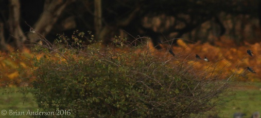 Cliff Swallow