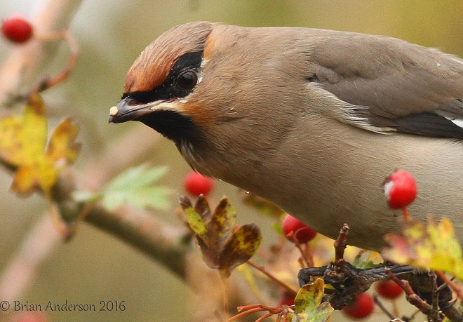 Waxwing
