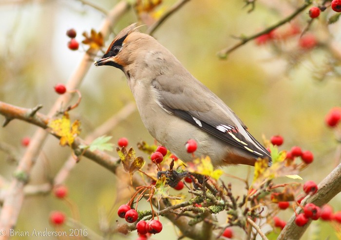Waxwing